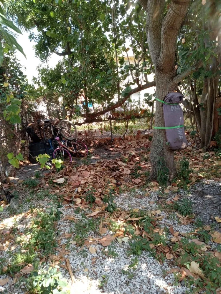 Top-rated yard cleanup service in Riviera Beach, FL - Smith Advance Landscape