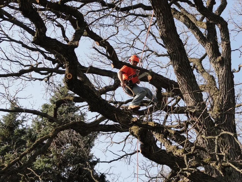 Expert lawn mowing service for year-round maintenance across Carol Stream, IL - Smith Brothers