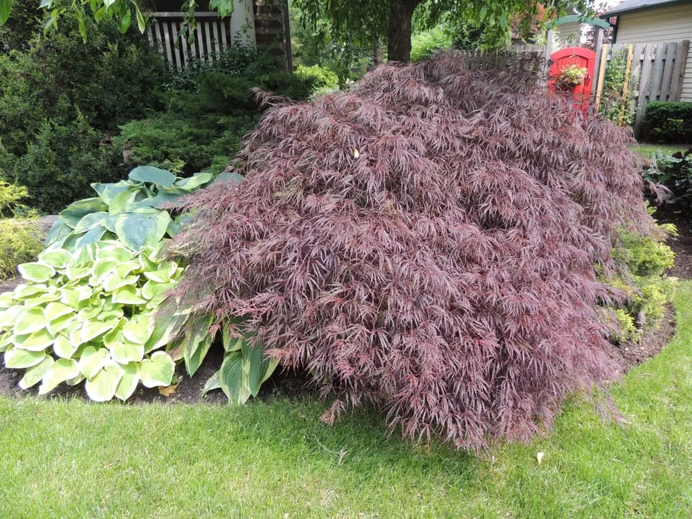 Custom landscape design experts serving Carol Stream, IL - Smith Brothers