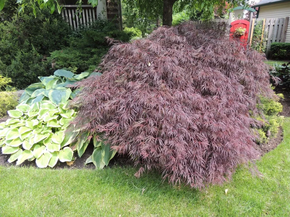 Trusted yard cleanup service for outdoor upgrades in Carol Stream, IL by Smith Brothers