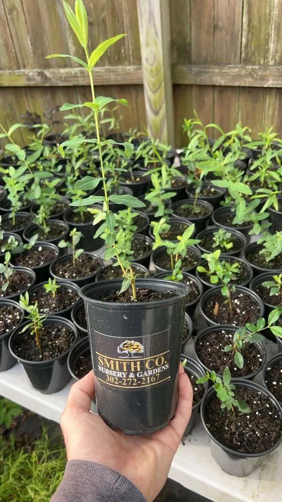 Affordable outdoor landscaping for outdoor upgrades in Cheswold, DE by Smith Co Landscaping & Maintenance