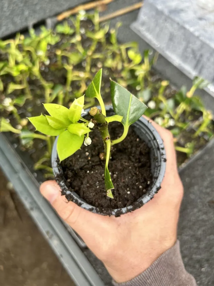 Reliable yard cleanup service in Cheswold, DE by Smith Co Landscaping & Maintenance