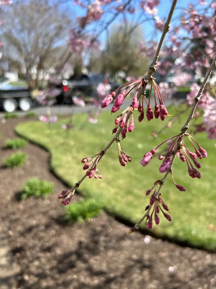 Custom yard maintenance for outdoor upgrades in Cheswold, DE by Smith Co Landscaping & Maintenance