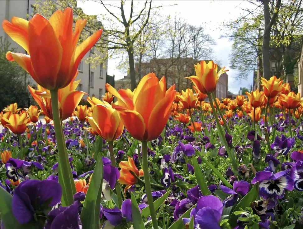 Trusted lawn mowing service for homes across Wilmington, NC - Smith Land Outdoors