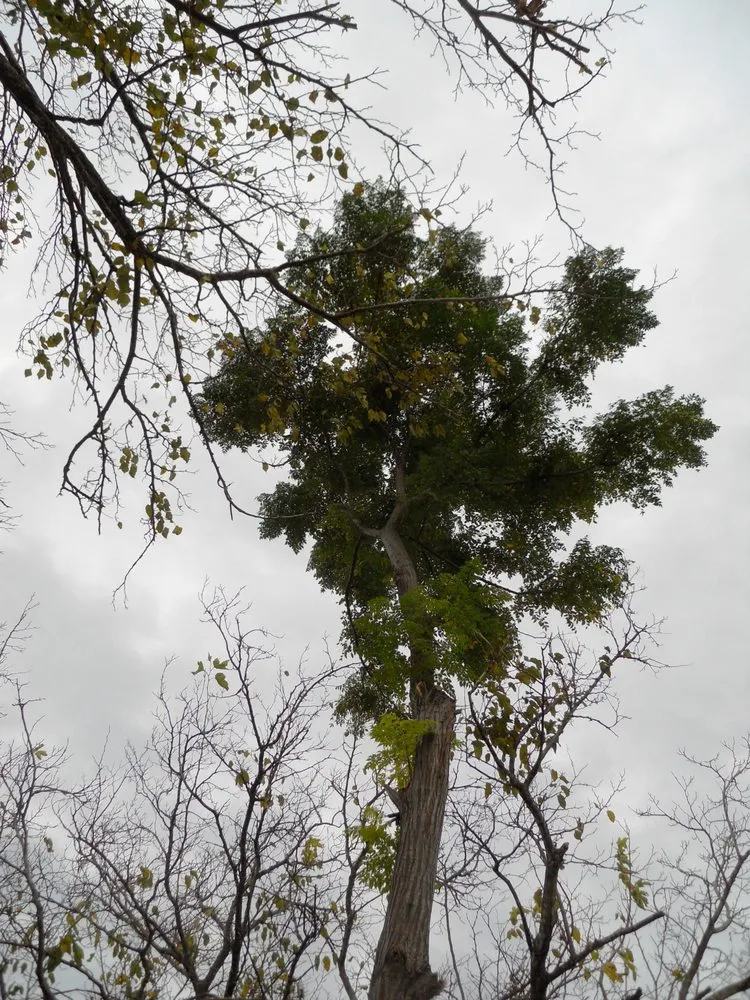 Reliable outdoor landscaping experts serving Harker Heights, TX - Smith Landscaping