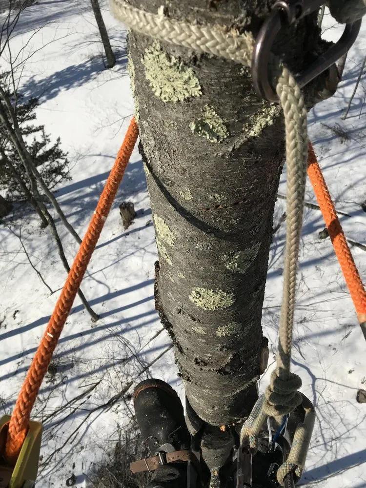 Reliable residential landscaping for year-round maintenance across Northfield, CT - Smith Tree Works