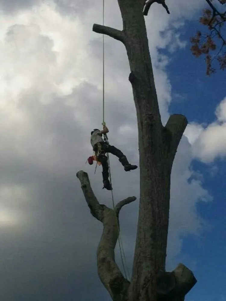 Local lawn care service for homes across Columbus, NC - Smith's Arborist Services