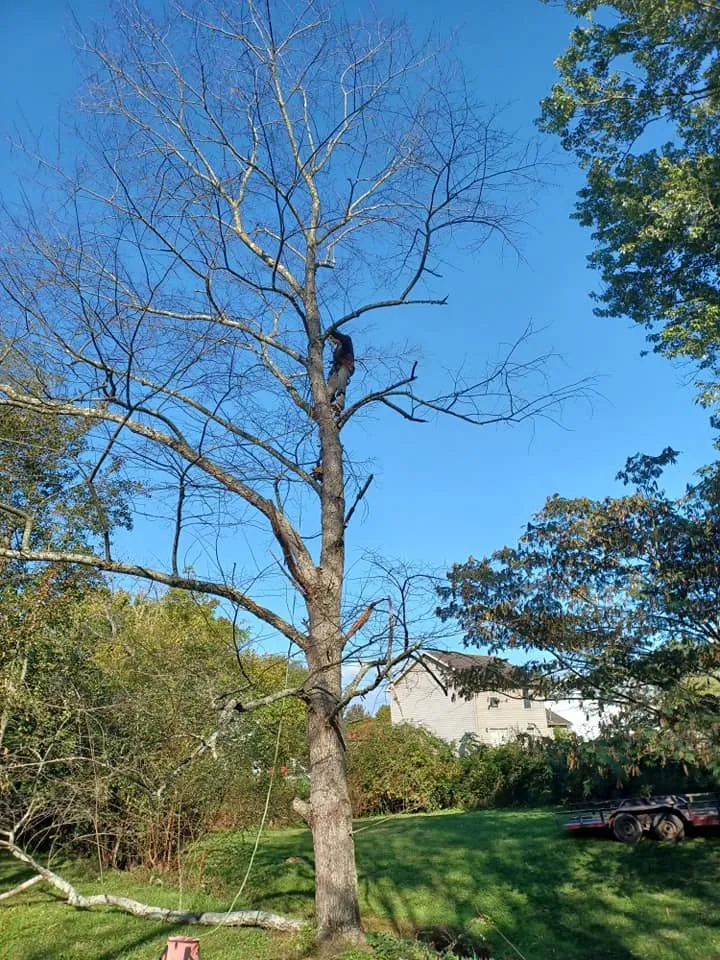 Top-rated landscape installation for beautiful yards in Frankfort, KY by Smiths Ground Control