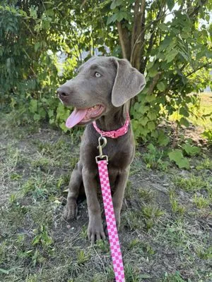 Smiths Landscaping Logo