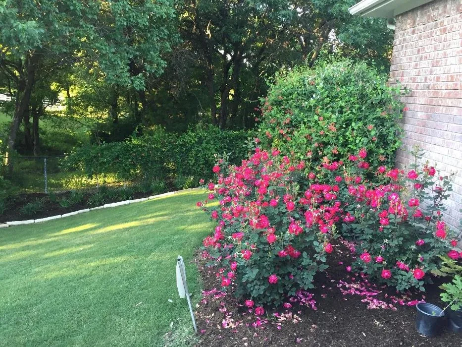 Expert garden landscaping in Fort Worth, TX - Smith's Lawnage Incentives