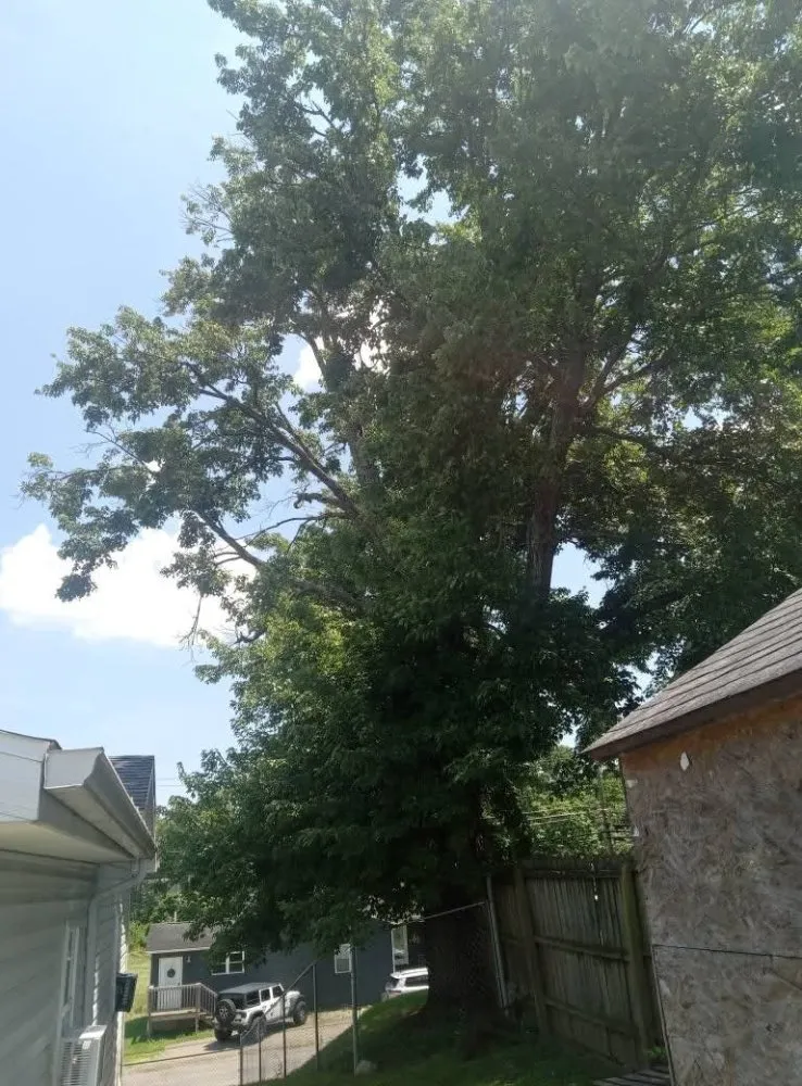 Expert yard cleanup service in Portsmouth, OH by Smithsons Services