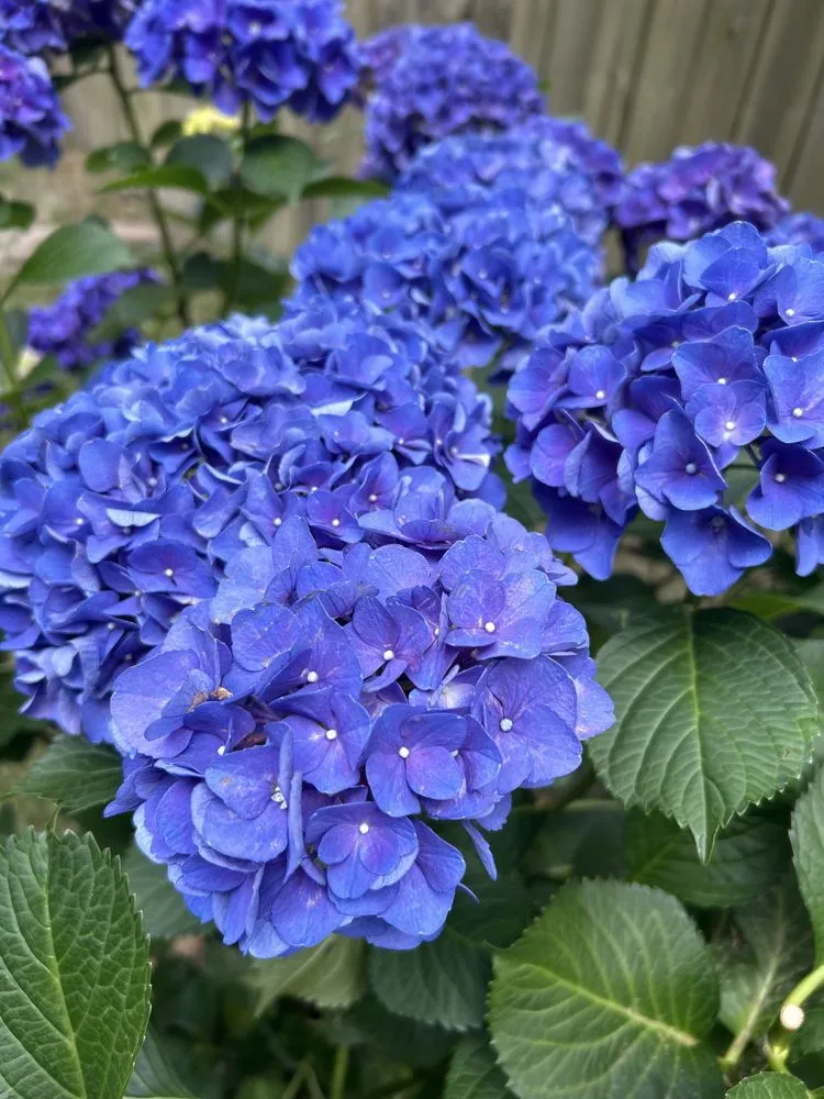 Trusted landscaping services for residential properties across Apex, NC - Smitten Lawns