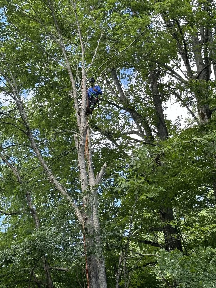 Affordable yard maintenance for residential properties in Punta Gorda, FL by Smitty's Landscaping