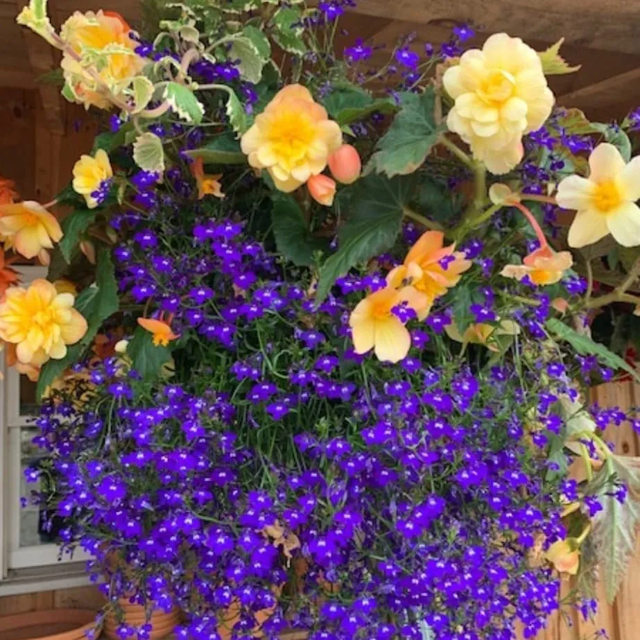 Affordable lawn mowing service with custom design across Windham, NY - Smitty's Nursery & Landscape