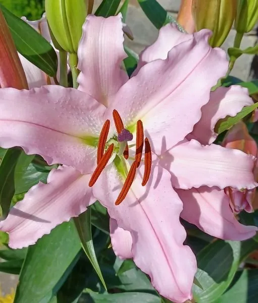 Affordable landscaping services for residential properties across Windham, NY - Smitty's Nursery & Landscape