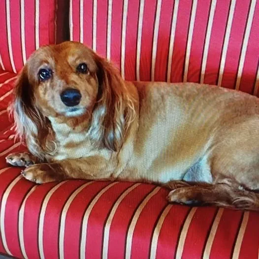 Professional garden landscaping for outdoor upgrades across Windham, NY - Smitty's Nursery & Landscape