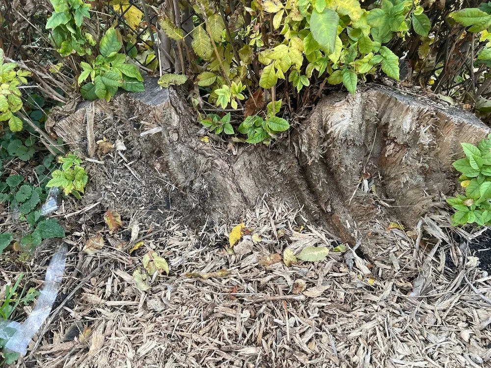 Custom landscape design experts serving Alsip, IL - Smitty's Tree Service