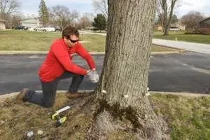 Professional garden landscaping in Alsip, IL - Smitty's Tree Service