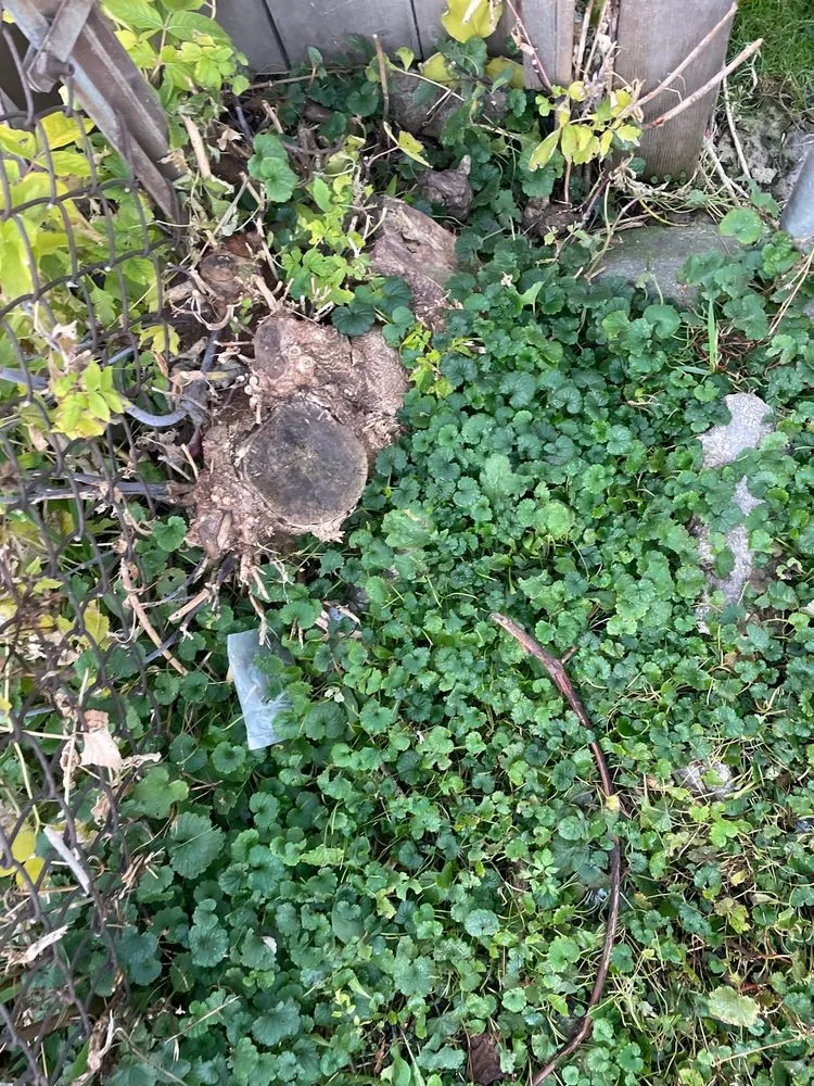 Reliable lawn mowing service experts serving Alsip, IL - Smitty's Tree Service