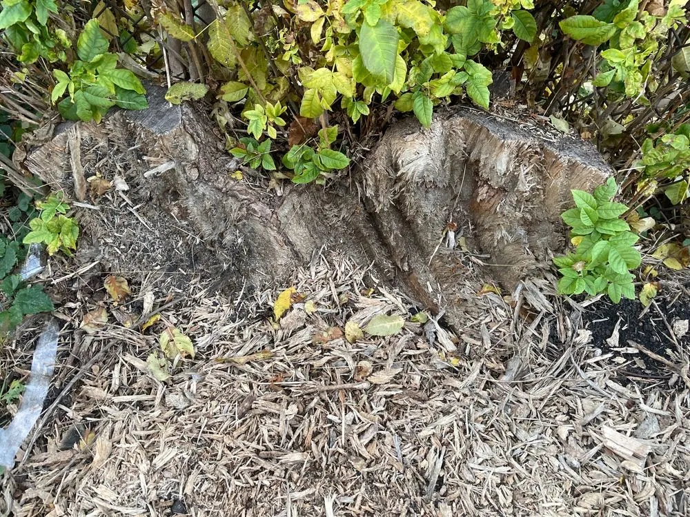 Professional garden landscaping in Alsip, IL by Smitty's Tree Service