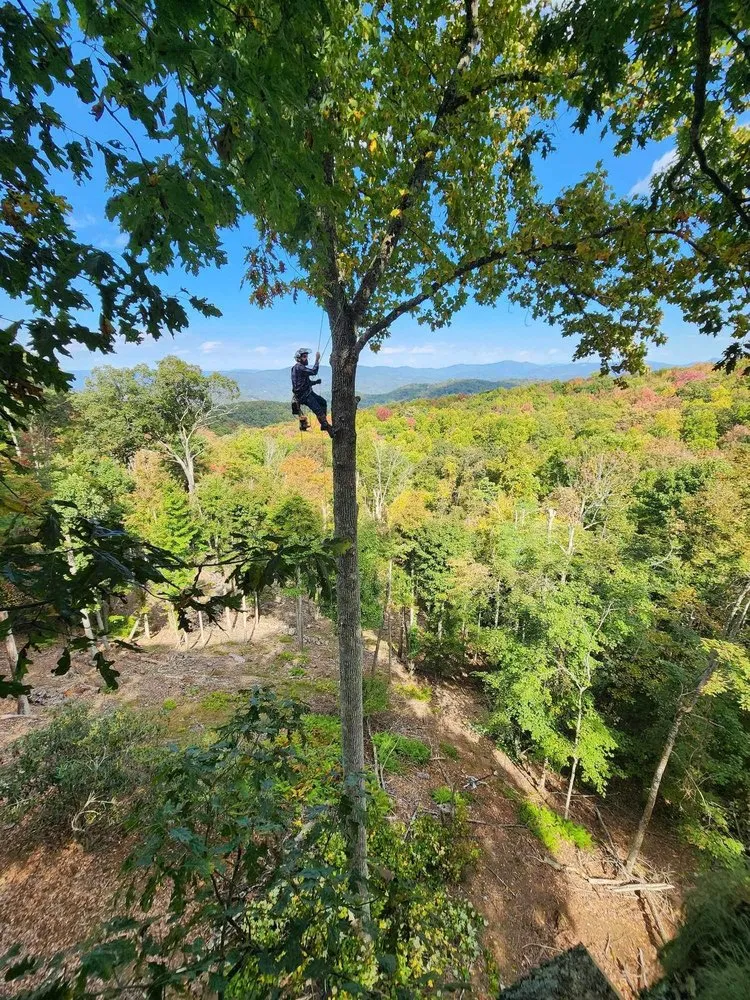 Reliable residential landscaping in Elk Park, NC - Smitty's Tree service