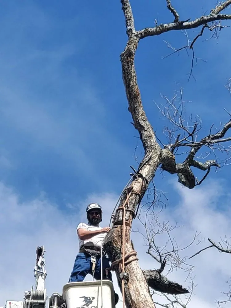 Custom garden landscaping experts serving Elk Park, NC - Smitty's Tree service