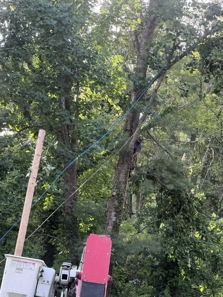 Reliable outdoor landscaping in Elk Park, NC - Smitty's Tree service