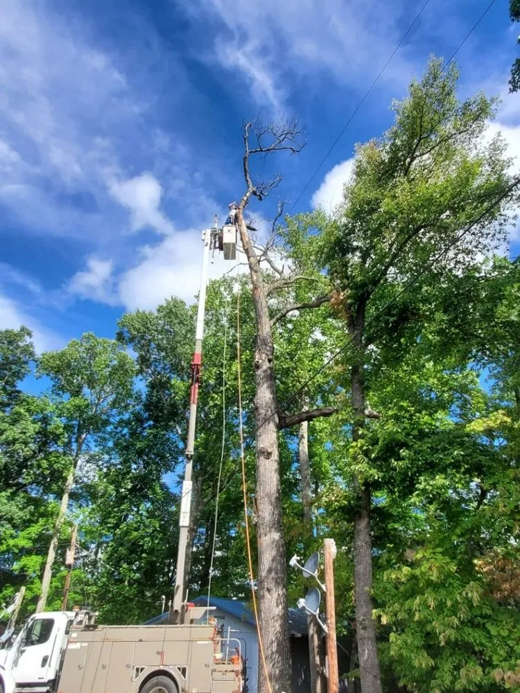 Reliable landscape design in Elk Park, NC by Smitty's Tree service