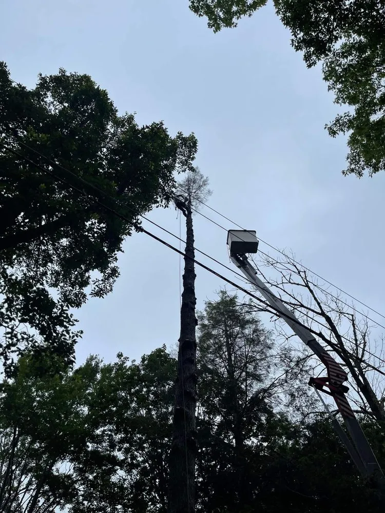 Trusted landscaping services experts serving Elk Park, NC - Smitty's Tree service