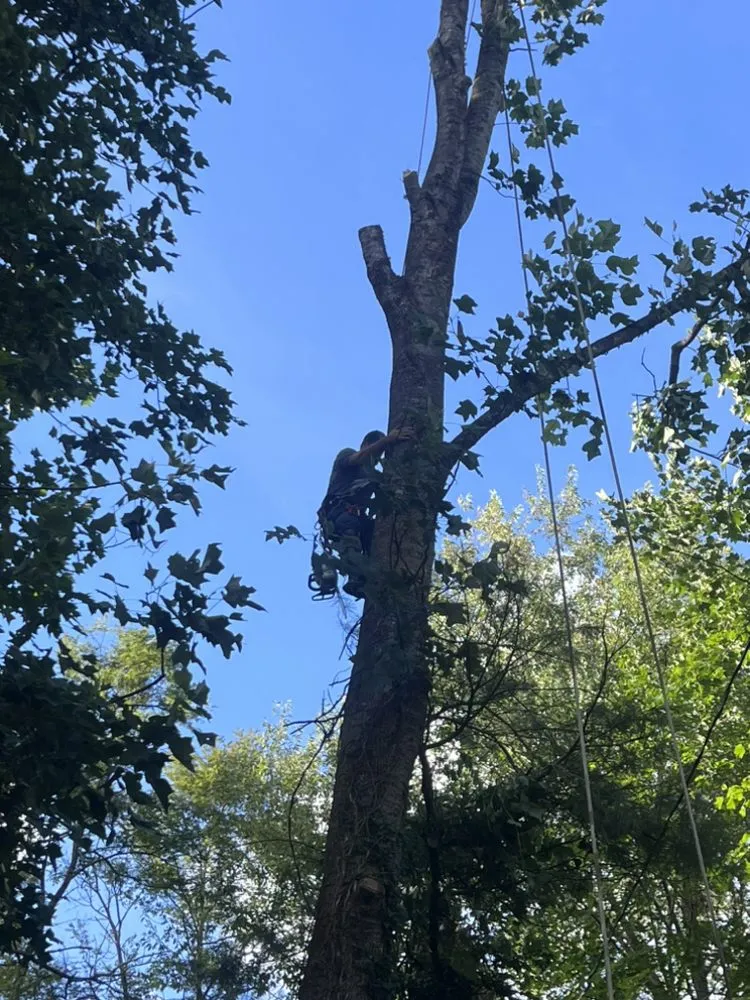 Professional garden landscaping experts serving Elk Park, NC - Smitty's Tree service