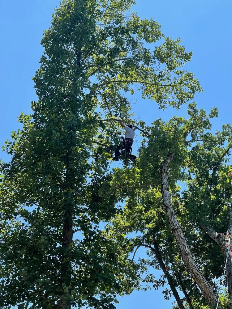 Local landscape design in Elk Park, NC - Smitty's Tree service