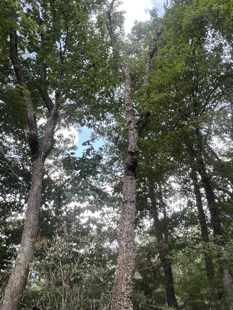 Expert lawn care service experts serving Elk Park, NC - Smitty's Tree service