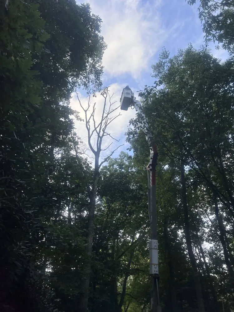 Reliable landscape design in Elk Park, NC - Smitty's Tree service