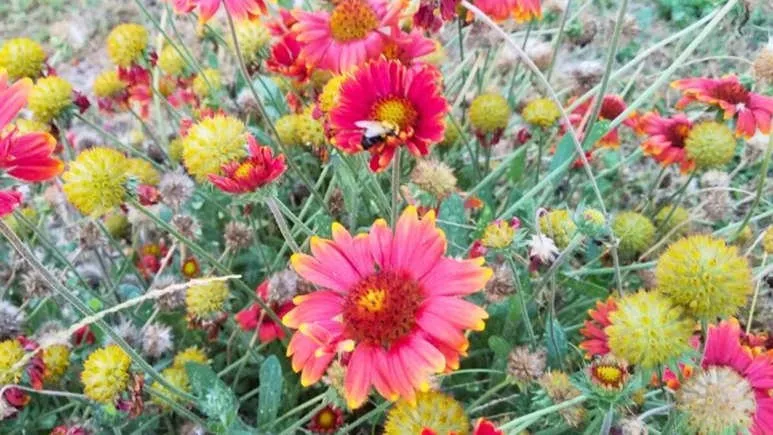 Trusted lawn mowing service in Evans, GA - Smokey's Sprinkler Repair