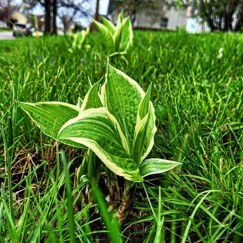 Top-rated yard cleanup service experts serving Des Moines, IA - Smokin Joe's home sevices.