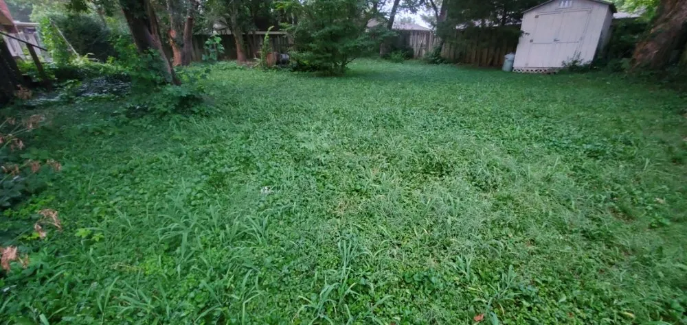 Professional lawn mowing service experts serving Springfield, MO - Smokin Mowhawk Lawn Care