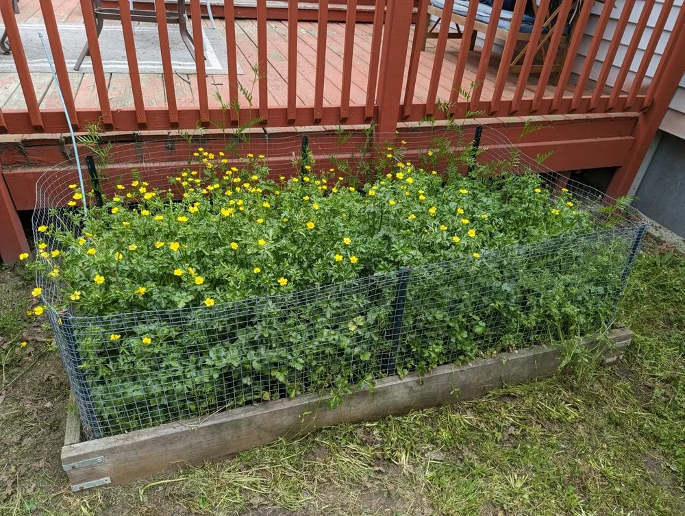 Expert yard cleanup service in Delmar, MD - Smooth Cuts Lawn Scaping