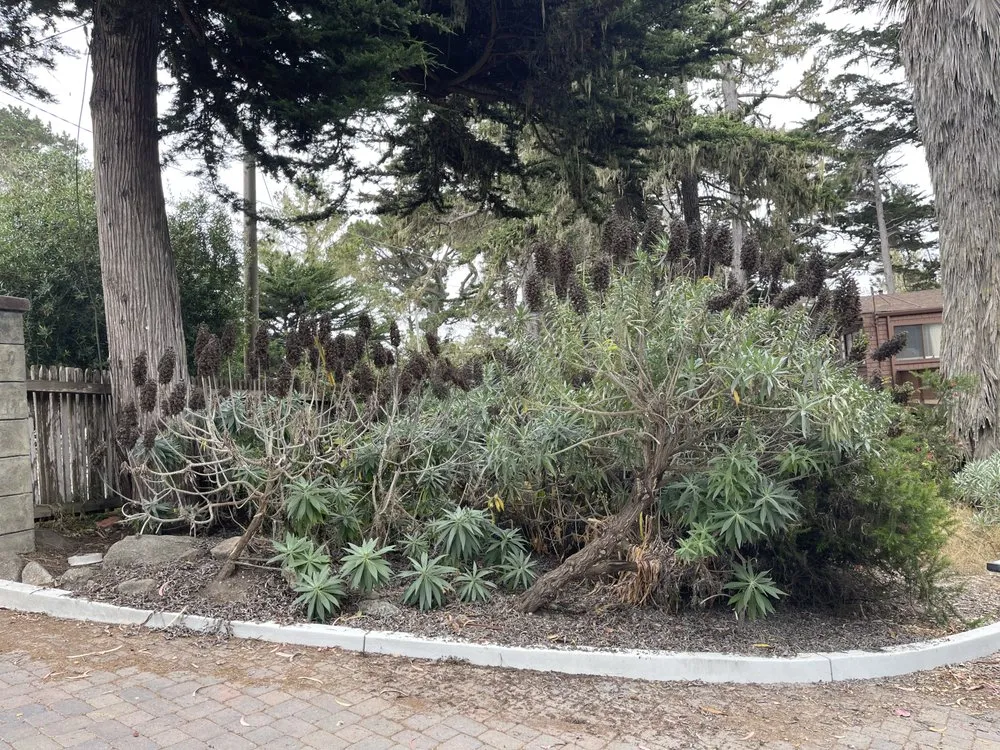 Top-rated garden landscaping for year-round maintenance in Seaside, CA by Smurn Landscape