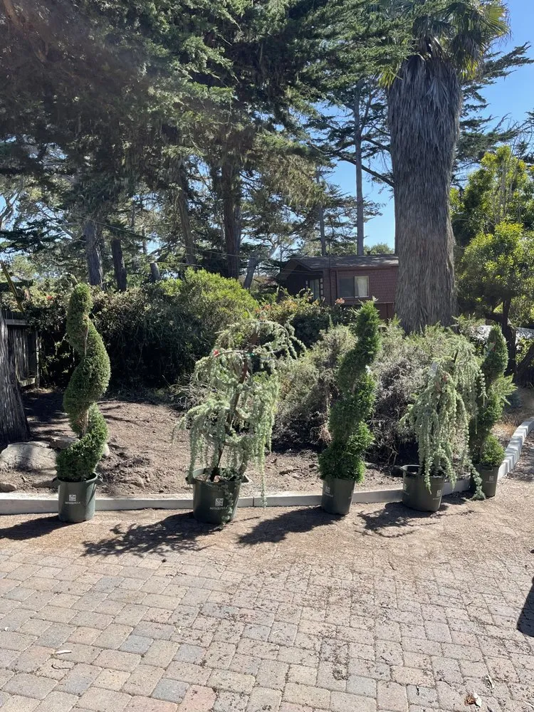 Reliable yard cleanup service experts serving Seaside, CA - Smurn Landscape