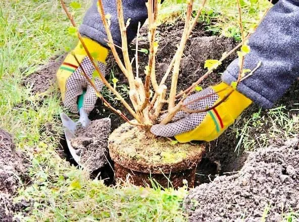 Local garden landscaping with custom design in Buffalo, NY by SN Landscaping and lawn care