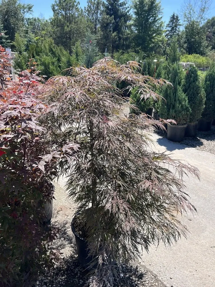 Trusted lawn mowing service in Williamsville, NY - SN Landscaping and Lawn Care