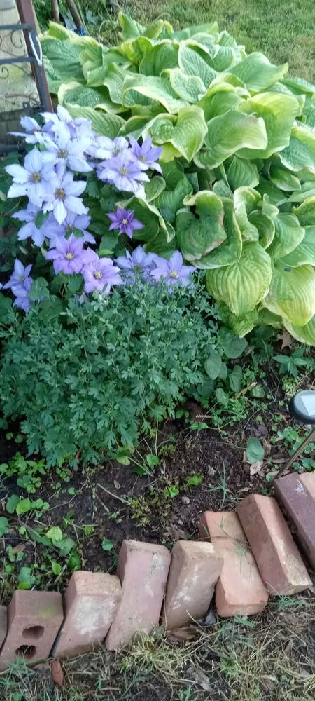 Reliable yard maintenance near you in Johns Creek, GA by S&N Landscaping