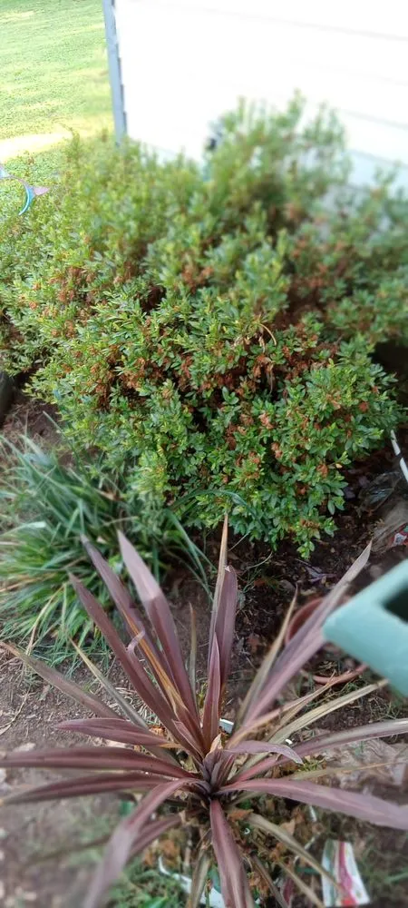 Reliable landscape installation in Johns Creek, GA - S&N Landscaping