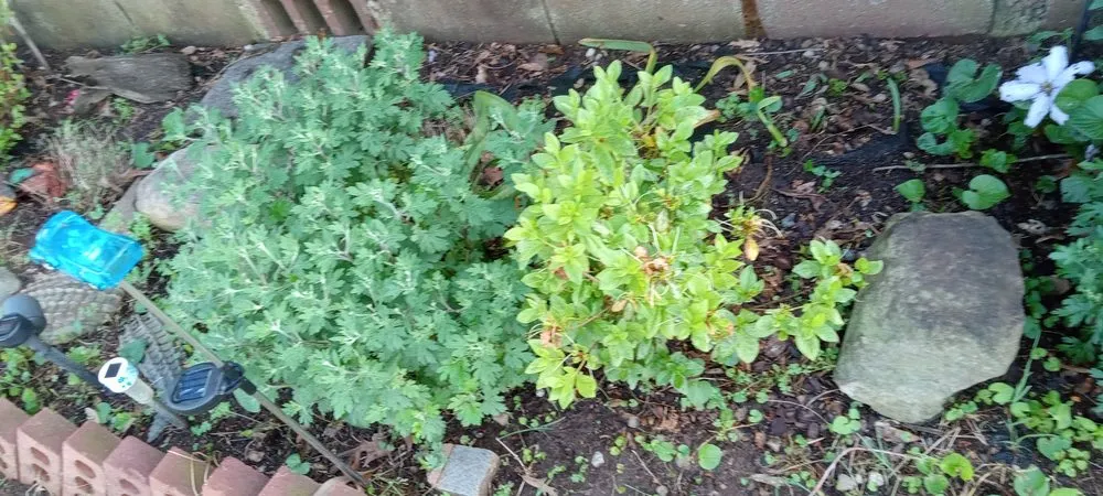 Affordable yard cleanup service experts serving Johns Creek, GA - S&N Landscaping