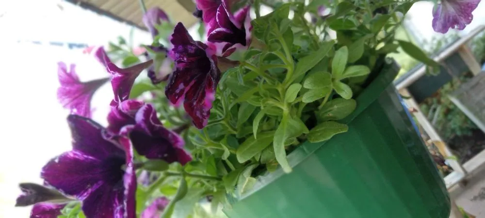 Expert lawn care service for homes across Johns Creek, GA - S&N Landscaping