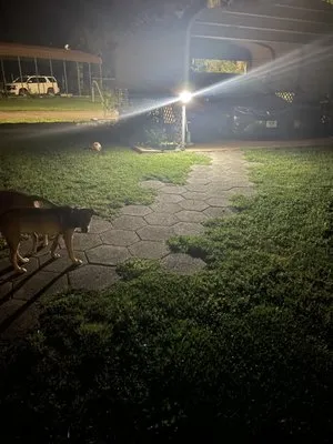 Snack Pack Landscaping & Carpentry Logo