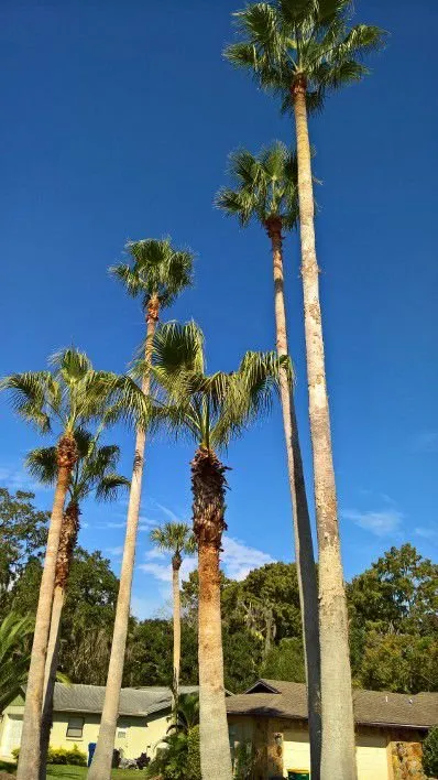 Top-rated yard cleanup service near you in Orlando, FL by SNB Landscape & Services