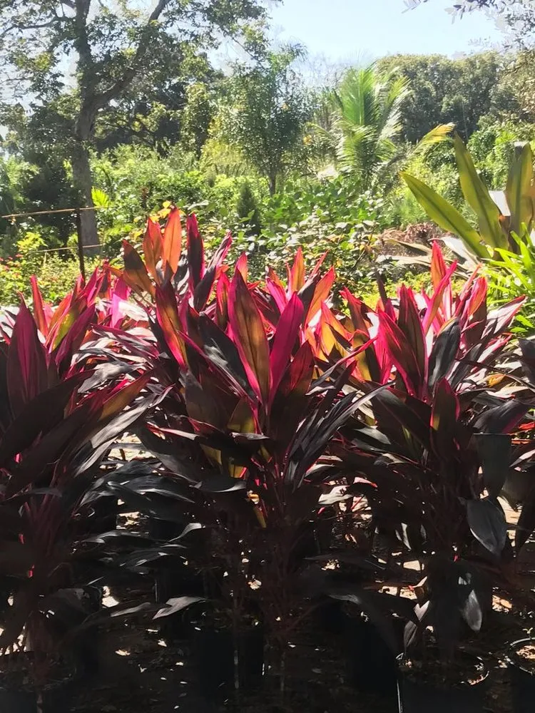 Affordable lawn care service in Orlando, FL by SNB Landscape & Services