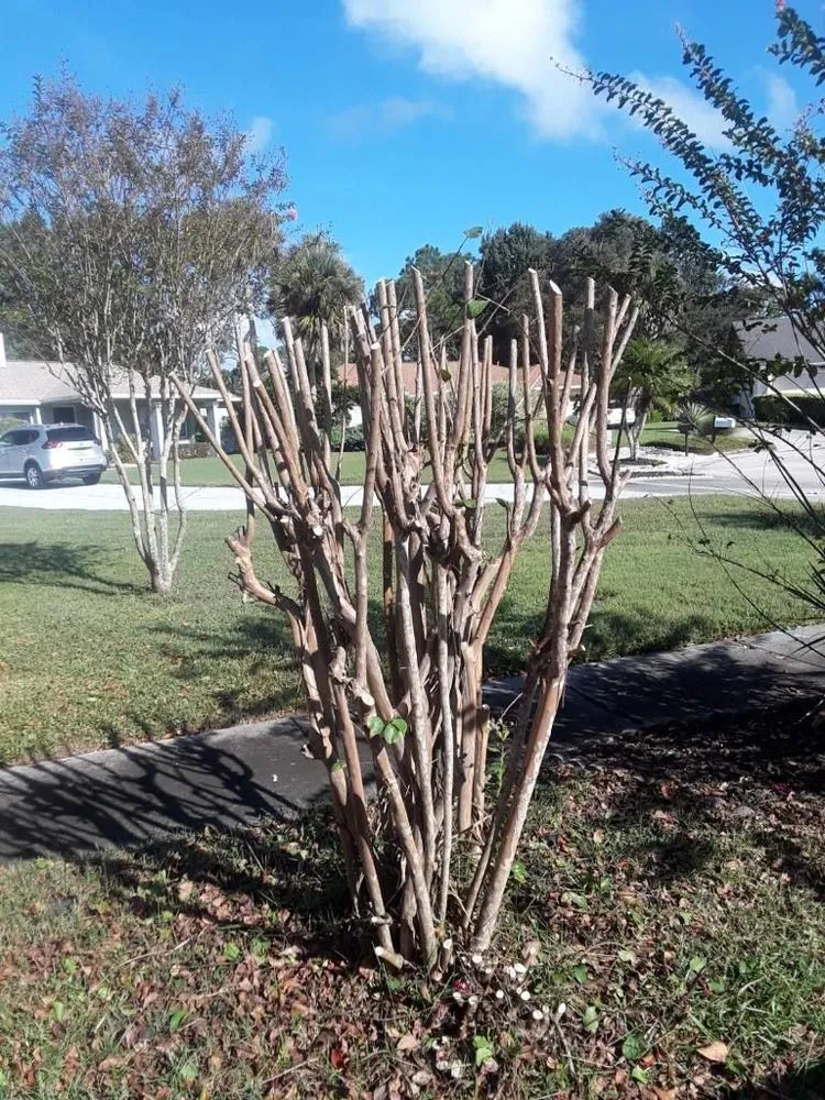 Custom landscape installation in Orlando, FL - SNB Landscape & Services