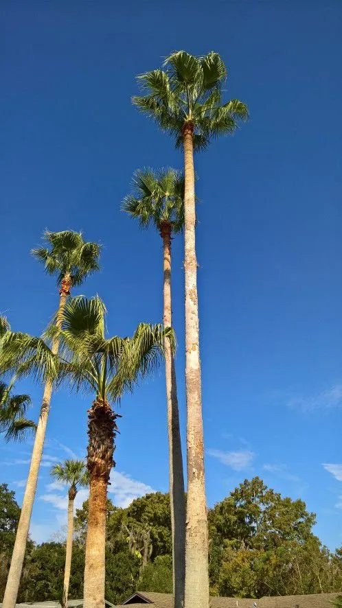 Reliable lawn care service in Orlando, FL by SNB Landscape & Services